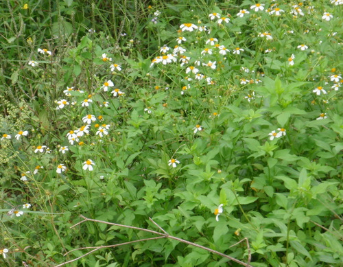 Daisies.